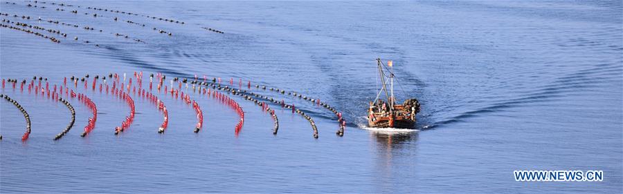 CHINA-DALIAN-CHANGHAI-FISH HARVEST(CN)