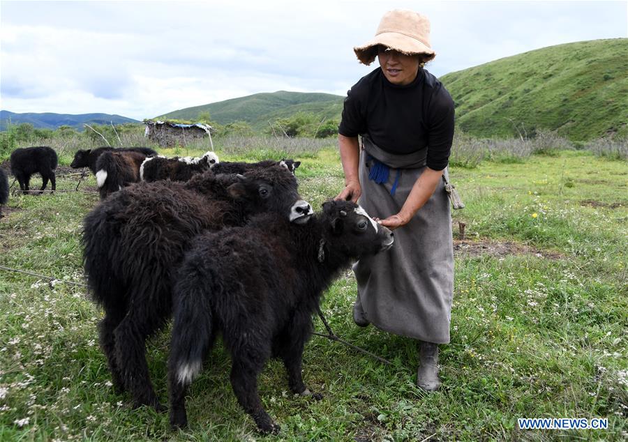 CHINA-SICHUAN-POVERTY ALLEVIATION-YAK-INDUSTRY (CN)
