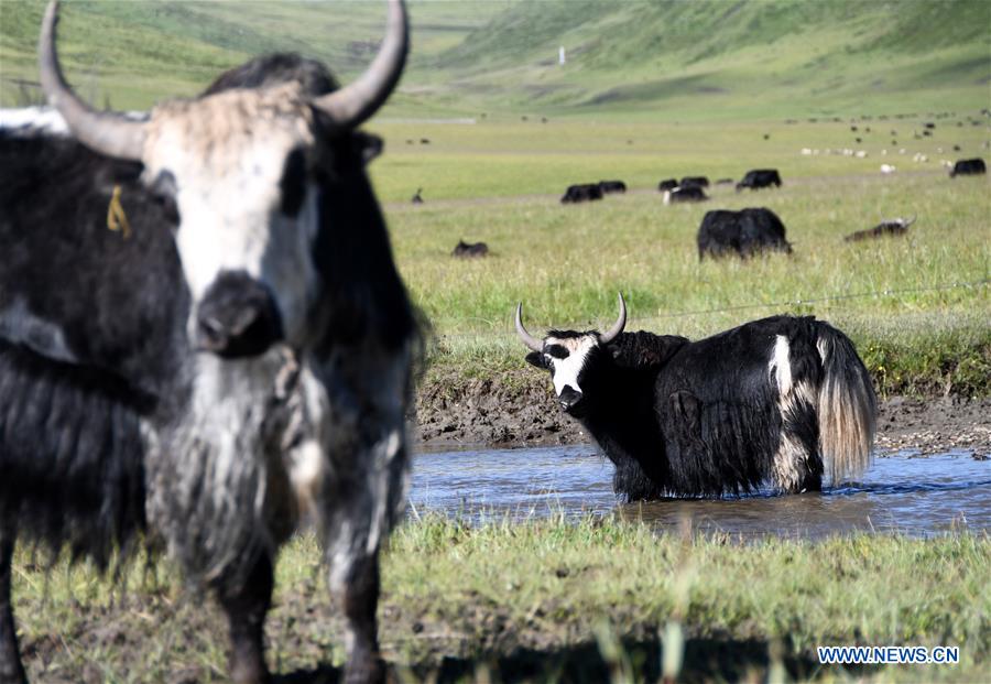 CHINA-SICHUAN-POVERTY ALLEVIATION-YAK-INDUSTRY (CN)