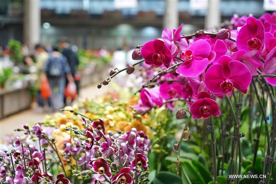 CHINA-KUNMING-INTERNATIONAL FLOWER EXPO (CN)