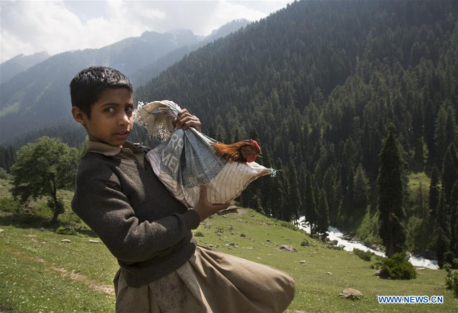 KASHMIR-SRINAGAR-DAILY LIFE