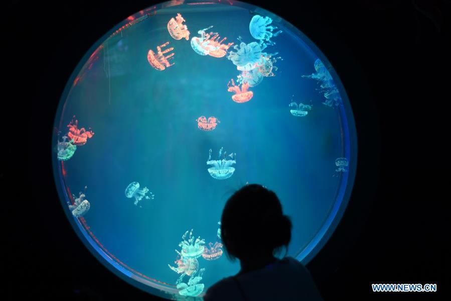 #CHINA-GUIZHOU-GUIYANG-SEAWORLD (CN)