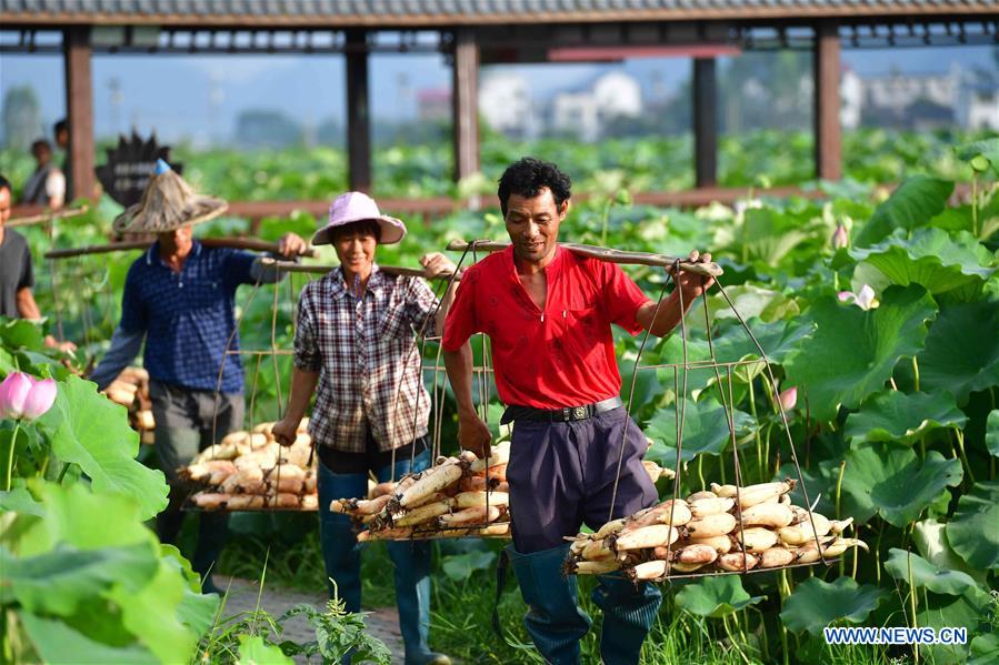 CHINA-GUANGXI-AGRICULTURE-LOTUS ROOT (CN)