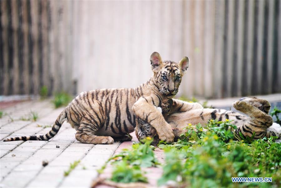 CHINA-HEILONGJIANG-HAILIN-SIBERIAN TIGER CUB (CN)