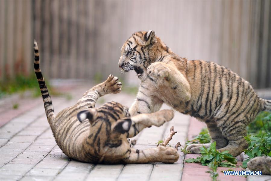 CHINA-HEILONGJIANG-HAILIN-SIBERIAN TIGER CUB (CN)