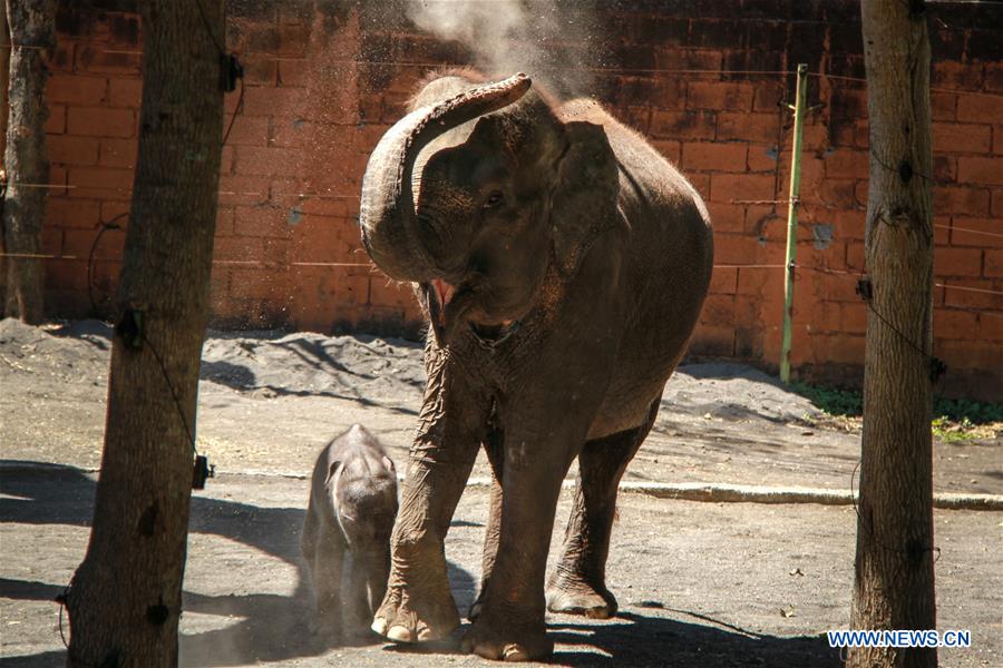 INDONESIA-MALANG-SUMATRA ELEPHANT BABY