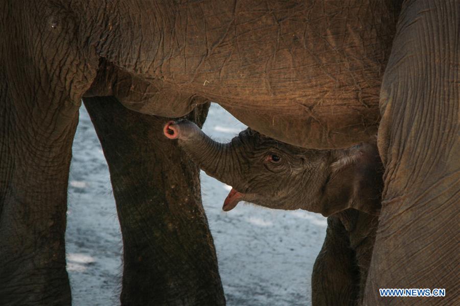 INDONESIA-MALANG-SUMATRA ELEPHANT BABY