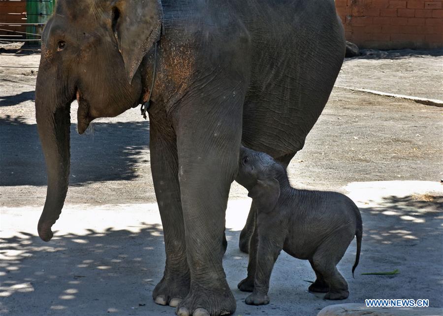 INDONESIA-MALANG-SUMATRA ELEPHANT BABY