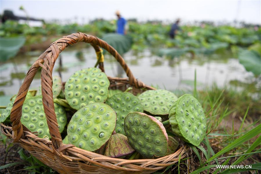 CHINA-ANHUI-SPACE LOTUS (CN)