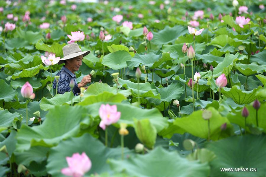 CHINA-ANHUI-SPACE LOTUS (CN)