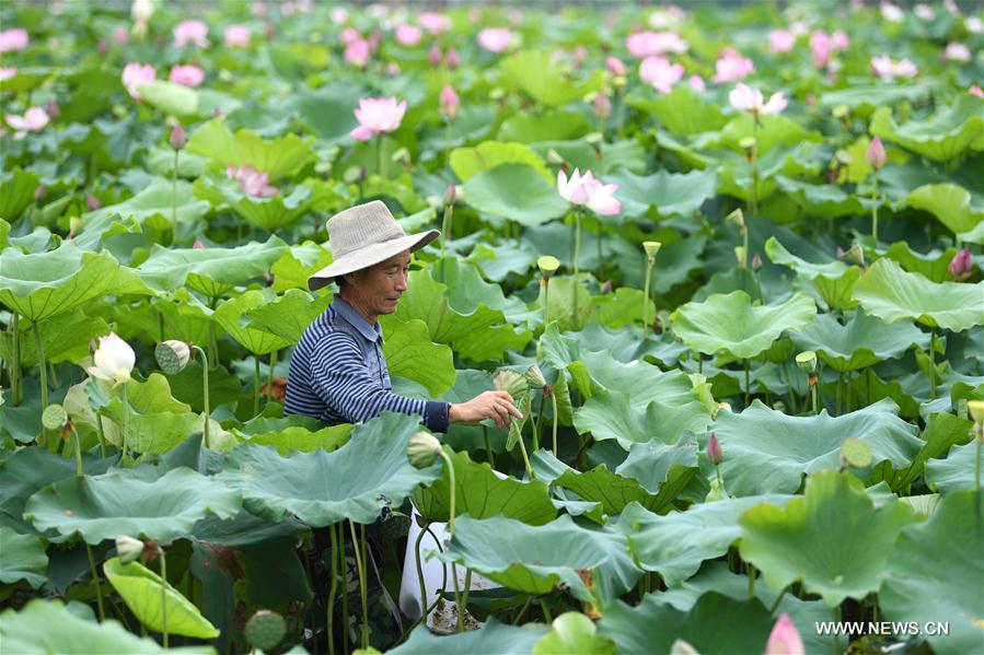 CHINA-ANHUI-SPACE LOTUS (CN)