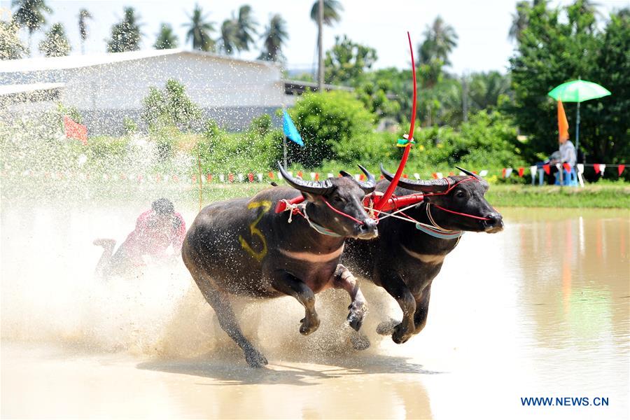 In pics: Wooden Buffalo Race in Chonburi, Thailand - Xinhua | English.news.cn