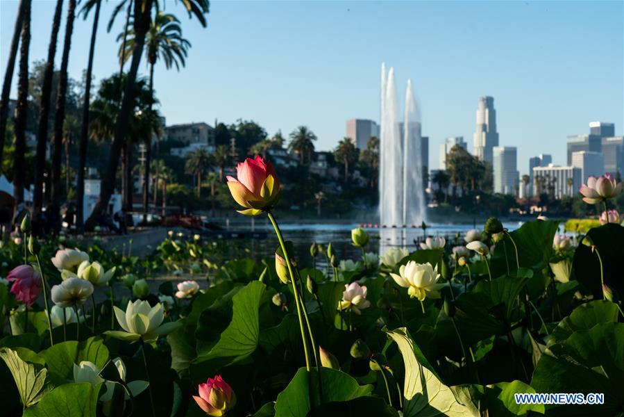 U.S.- LOS ANGELES-LOTUS FESTIVAL
