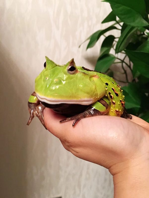 exotic pet frogs