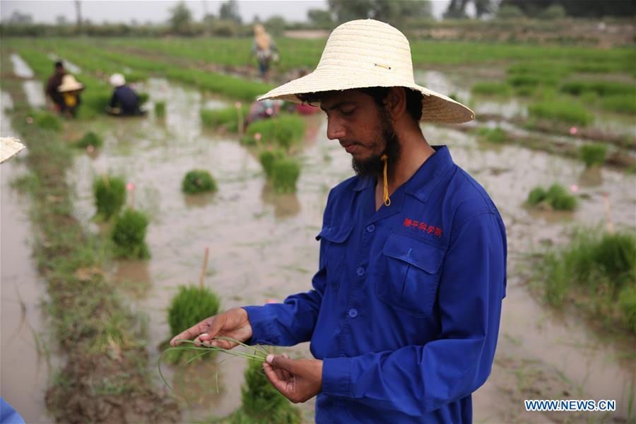 PAKISTAN-LAHORE-CHINA-HYBRID RICE