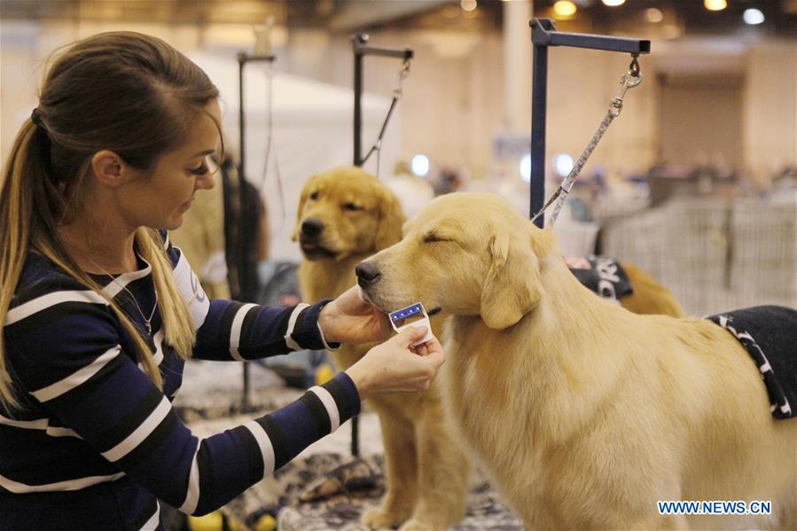 42nd Annual Houston World Series of Dog Shows held in U.S. Xinhua