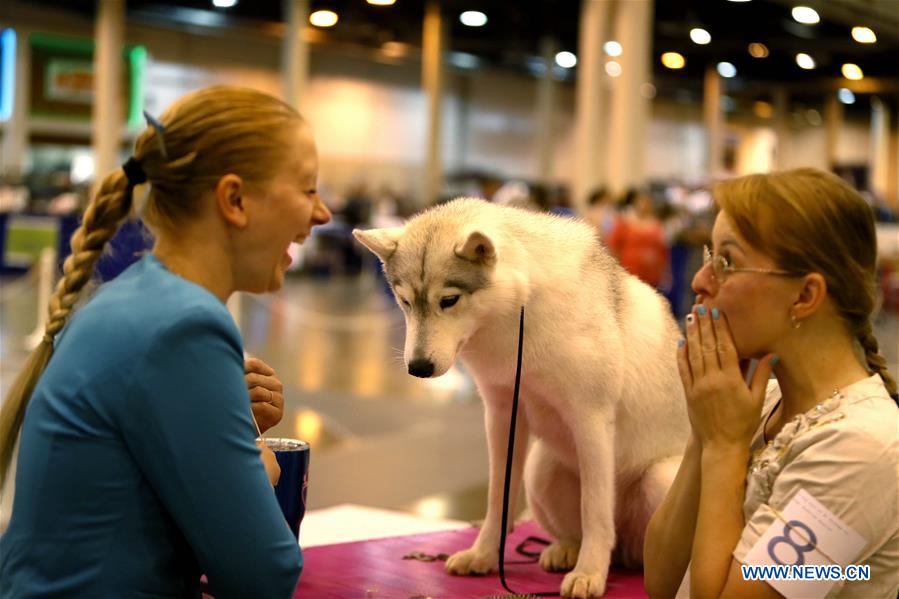 42nd Annual Houston World Series of Dog Shows held in U.S. Xinhua