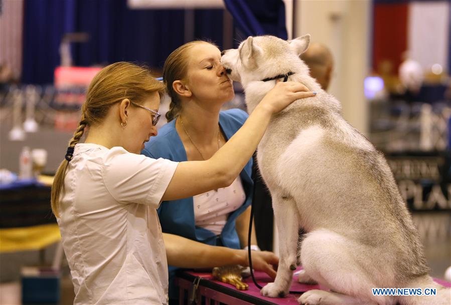 U.S.-HOUSTON-DOG SHOWS