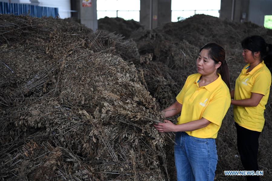 CHINA-ANHUI-MINGGUANG CITY-WORMWOOD INDUSTRY