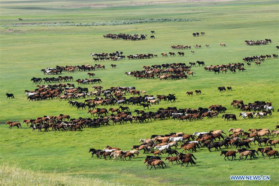 CHINA-INNER MONGOLIA-HORSES (CN)
