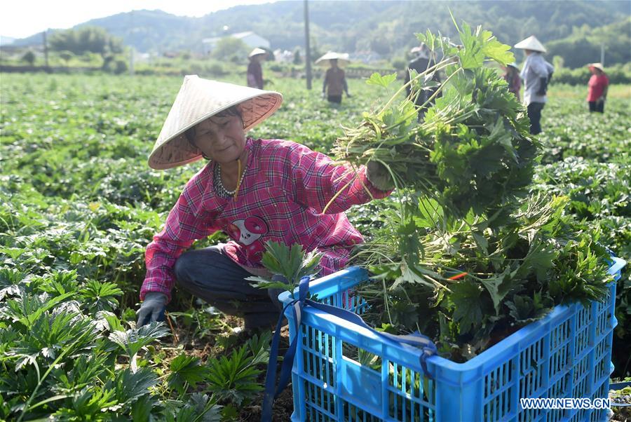CHINA-ZHEJIANG-AGRICULTURE-HERB-ORIENTAL MOTHERWORT-HARVEST (CN)