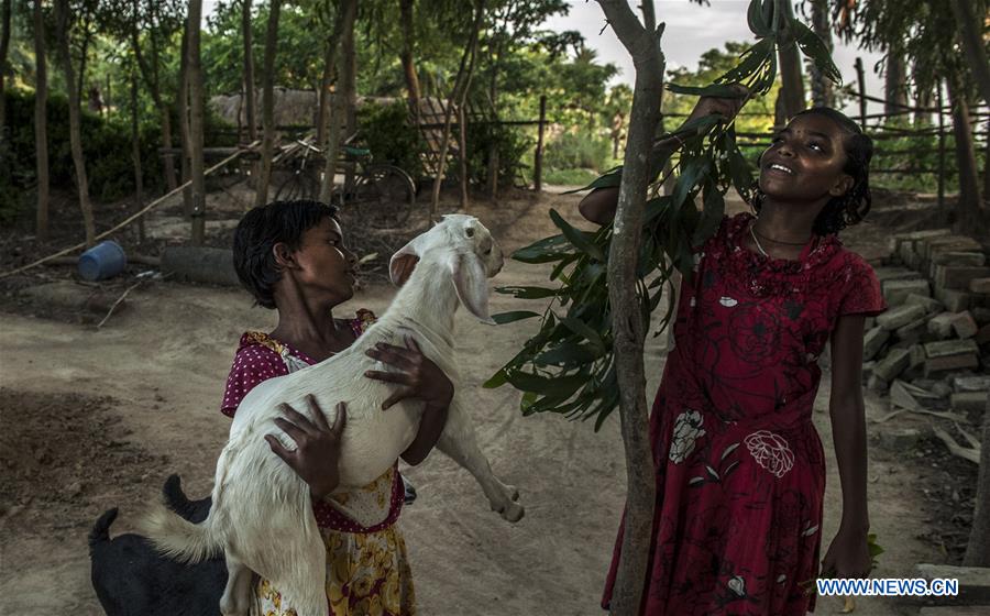Farmers depend on animal husbandry in India - Xinhua 