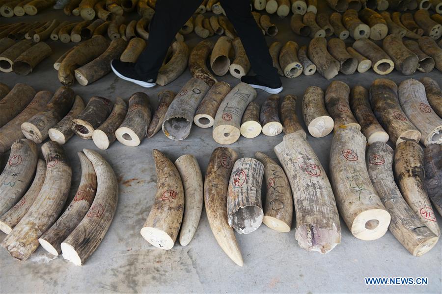 SINGAPORE-SEIZURE-ELEPHANT IVORY-PANGOLIN SCALES