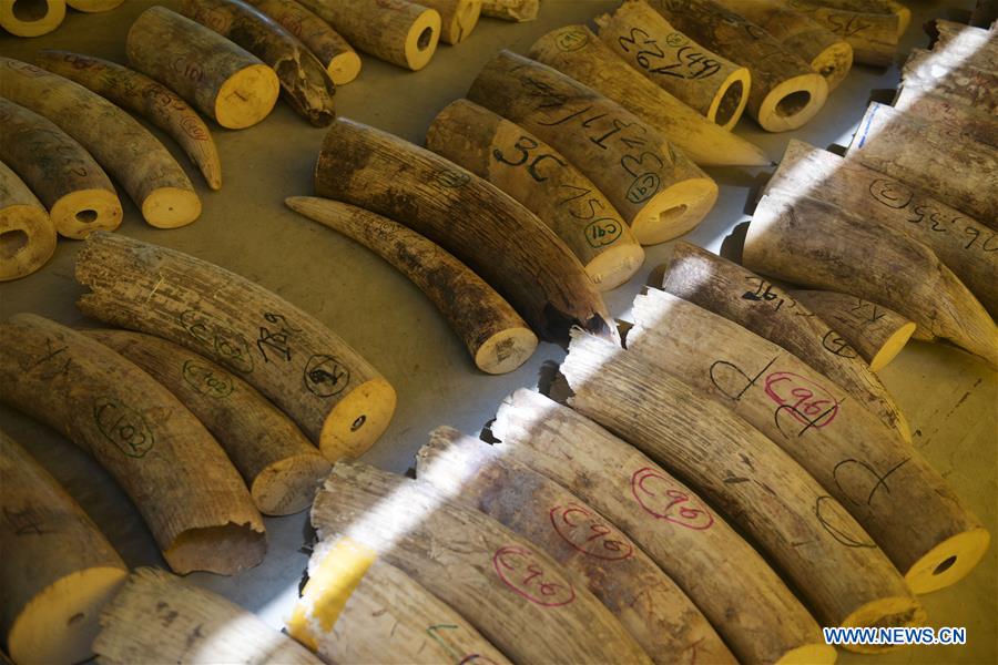 SINGAPORE-SEIZURE-ELEPHANT IVORY-PANGOLIN SCALES