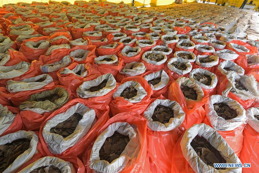 SINGAPORE-SEIZURE-ELEPHANT IVORY-PANGOLIN SCALES