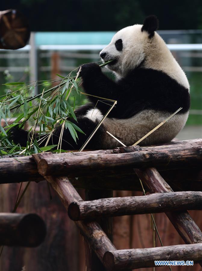 CHINA-CHANGCHUN-SUMMER-GIANT PANDA (CN)