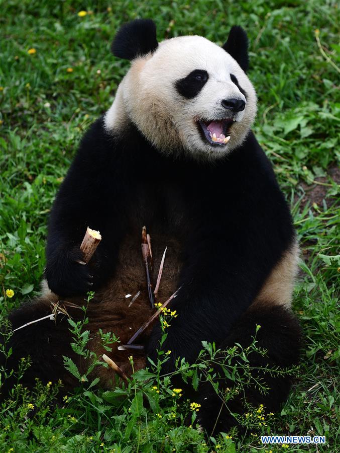 CHINA-CHANGCHUN-SUMMER-GIANT PANDA (CN)