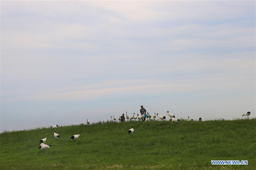 CHINA-HEILONGJIANG-RED-CROWNED CRANES (CN)