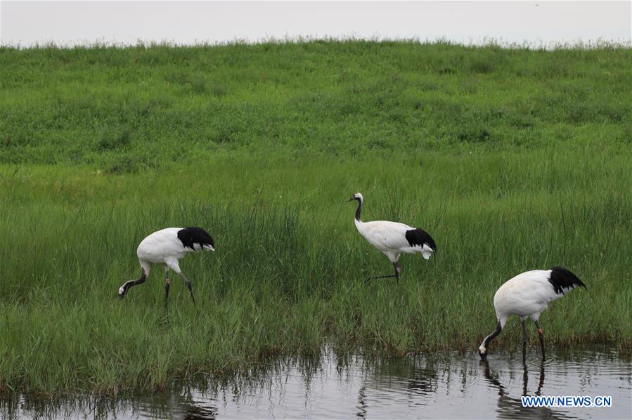 CHINA-HEILONGJIANG-RED-CROWNED CRANES (CN)