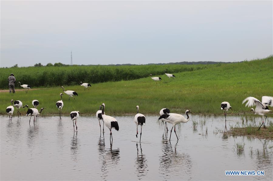 CHINA-HEILONGJIANG-RED-CROWNED CRANES (CN)