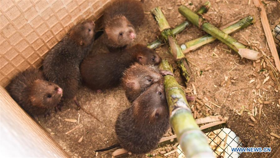 Breeding of bamboo rats helps farmer's family get out of poverty in