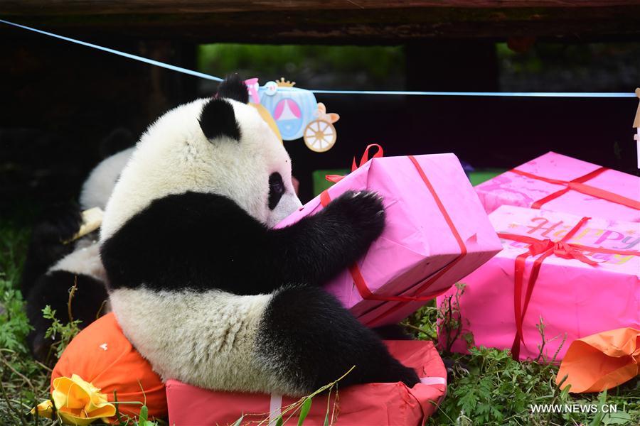 CHINA-SICHUAN-GIANT PANDA-BIRTHDAY PARTY (CN)