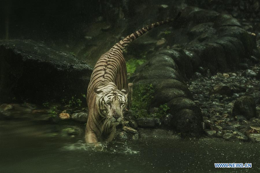 INDIA-TIGER POPULATION-RISE