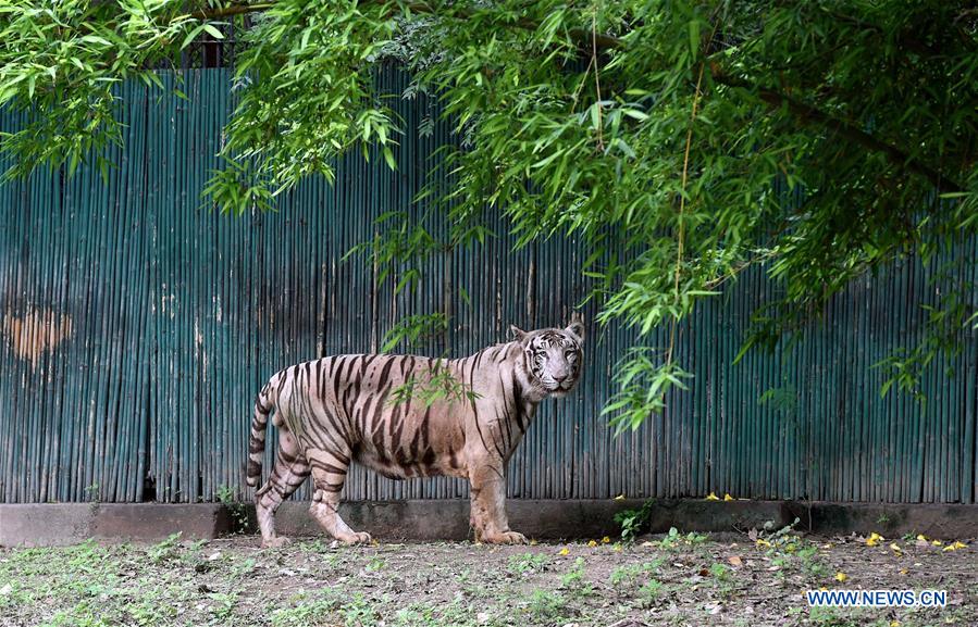 INDIA-TIGER POPULATION-RISING 