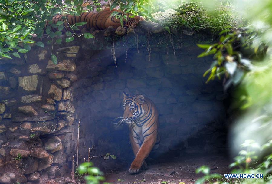 NEPAL-LALITPUR-INTERNATIONAL TIGER DAY