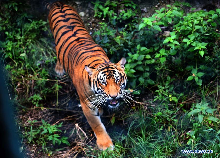 NEPAL-LALITPUR-INTERNATIONAL TIGER DAY