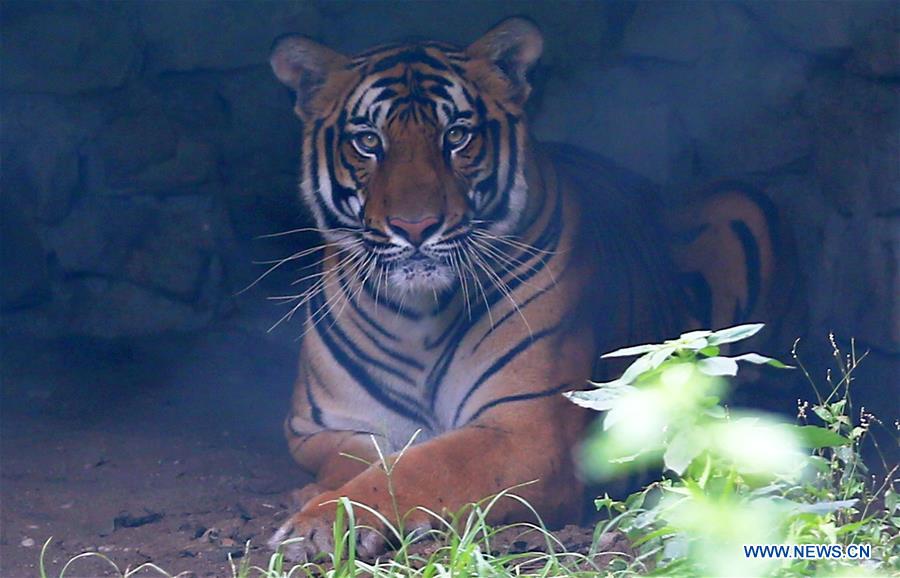 NEPAL-LALITPUR-INTERNATIONAL TIGER DAY