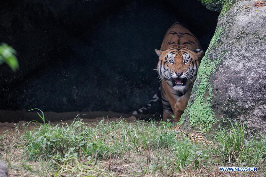 NEPAL-KATHMANDU-INTERNATIONAL TIGER DAY