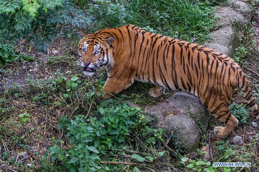 NEPAL-KATHMANDU-INTERNATIONAL TIGER DAY