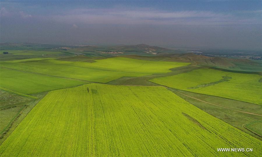 CHINA-HEBEI-ZHANGJIAKOU-AGRICULTURE-SCENERY (CN)