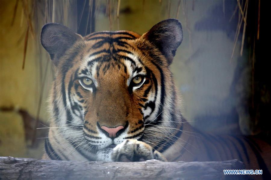 MYANMAR-YANGON-TIGER SURVEY