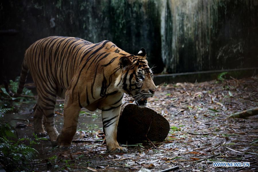 MYANMAR-YANGON-TIGER SURVEY