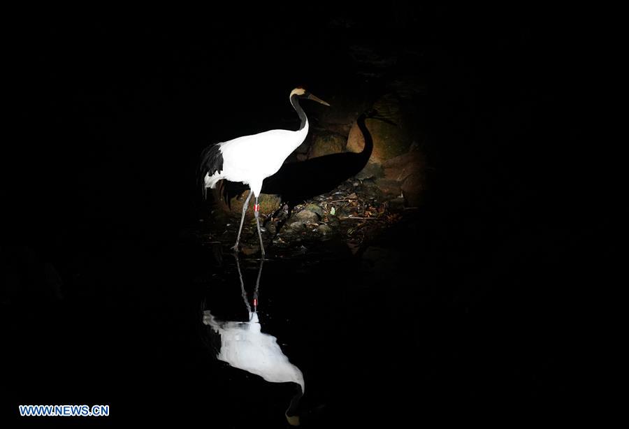 CHINA-SHANGHAI-"NIGHT AT THE ZOO" (CN)