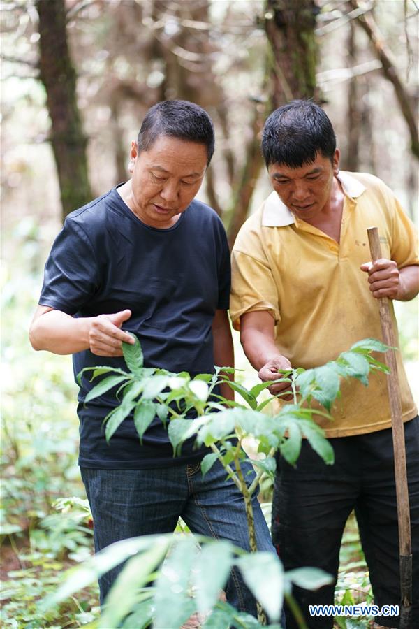 CHINA-YUNNAN-ENVIRONMENT-FOREST (CN)