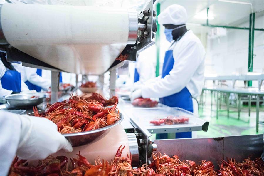 Xinhua Headlines: Chinese companies turn unwanted Nile River crayfish into money-making delicacy