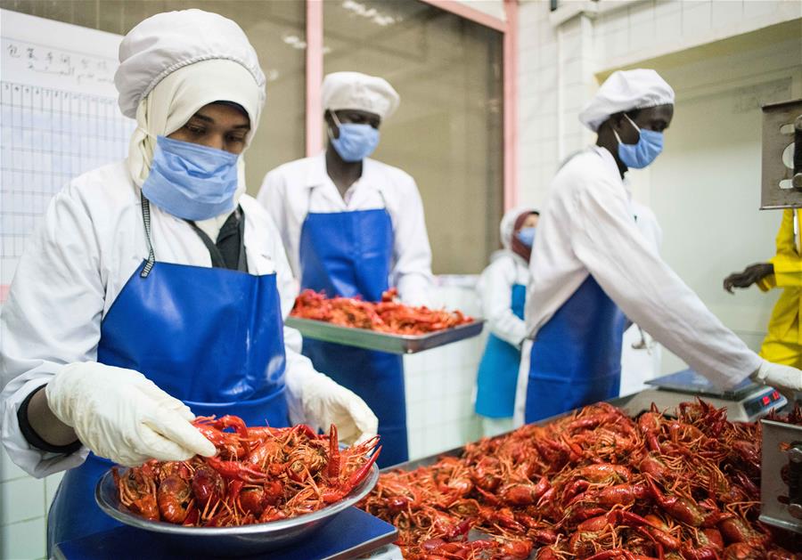 Xinhua Headlines: Chinese companies turn unwanted Nile River crayfish into money-making delicacy